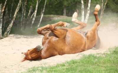 Sand Colic in Horses